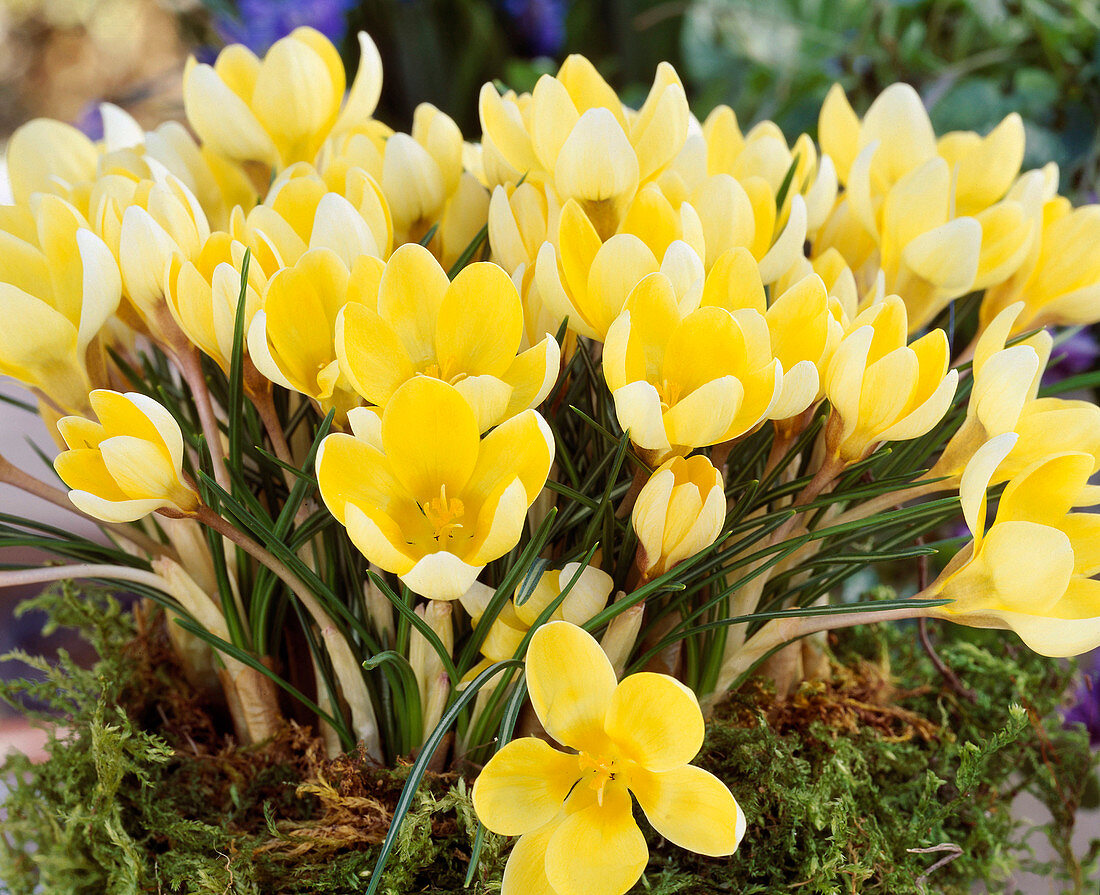 Crocus Chrysanthus 'Snowbunting'