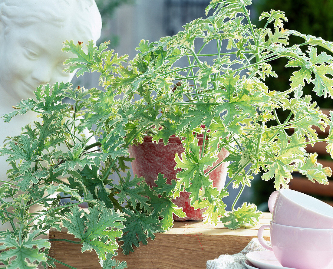 Pelargonium graveolens 'Lady Plymonth'