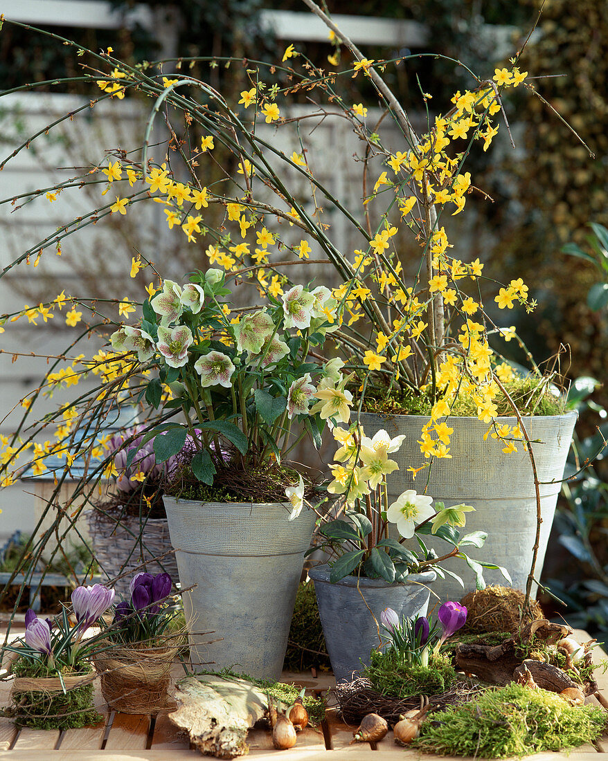 Jasminum Nudiflorium