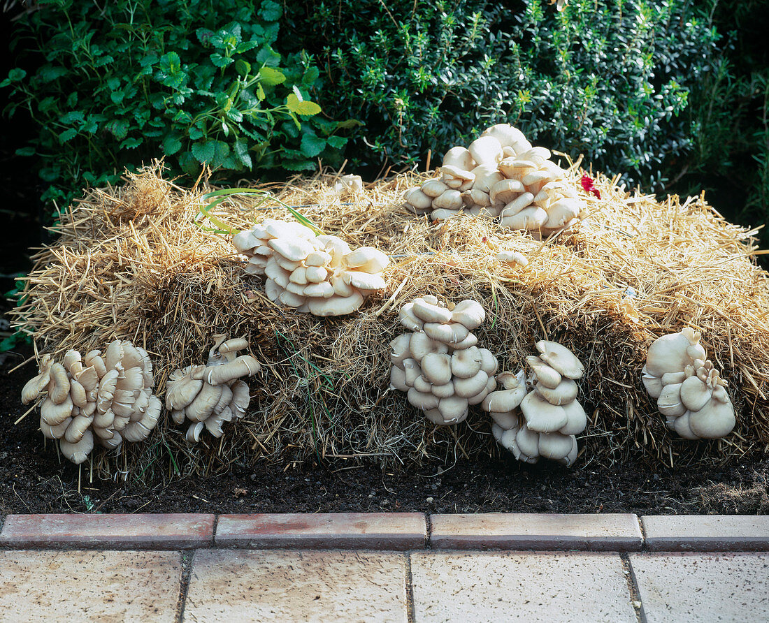 Oyster mushrooms grown on straw