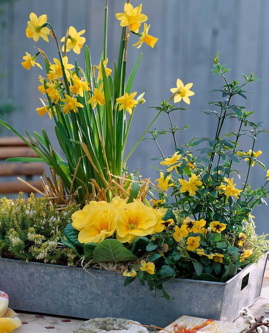 Metal tray with Erica carnea, Narcissus 'Teta A Tete'