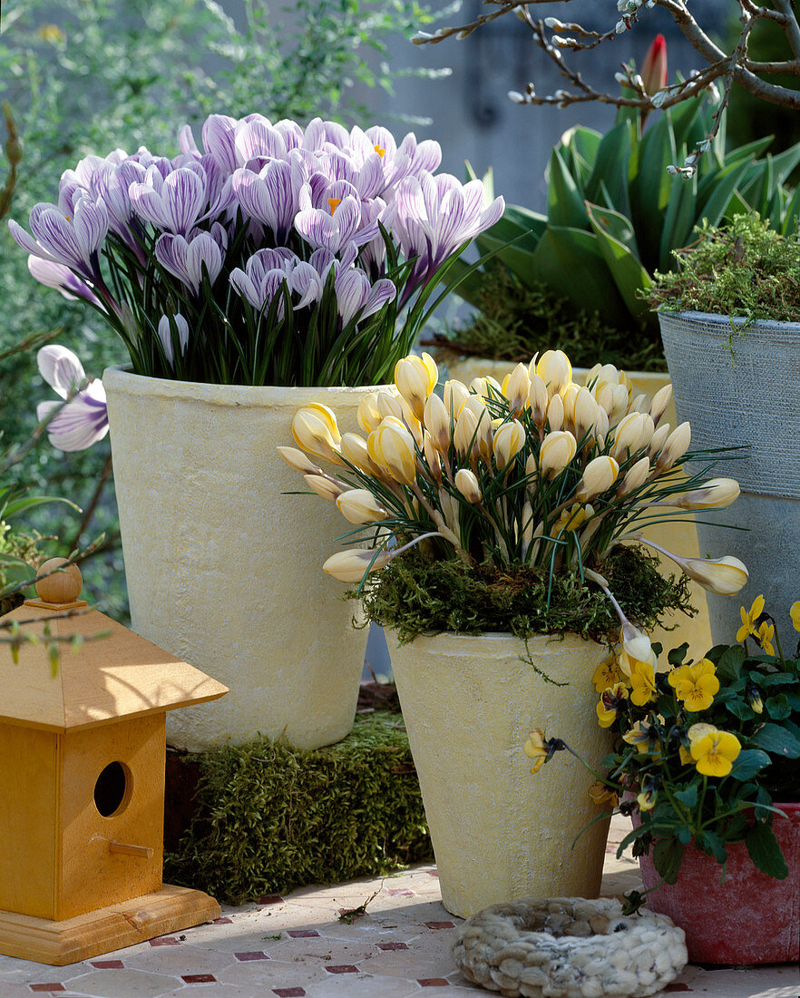 Crocus vernus 'Ladykiller', 'Showbunting'