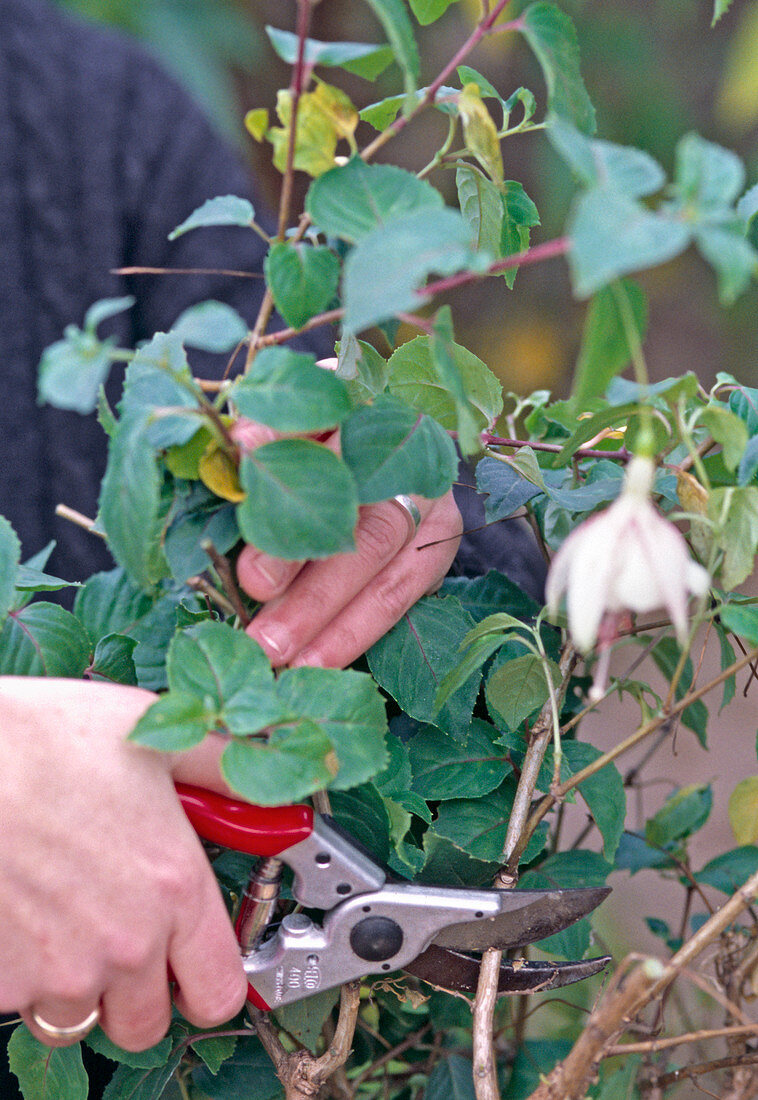 Prune back fuchsia in autumn