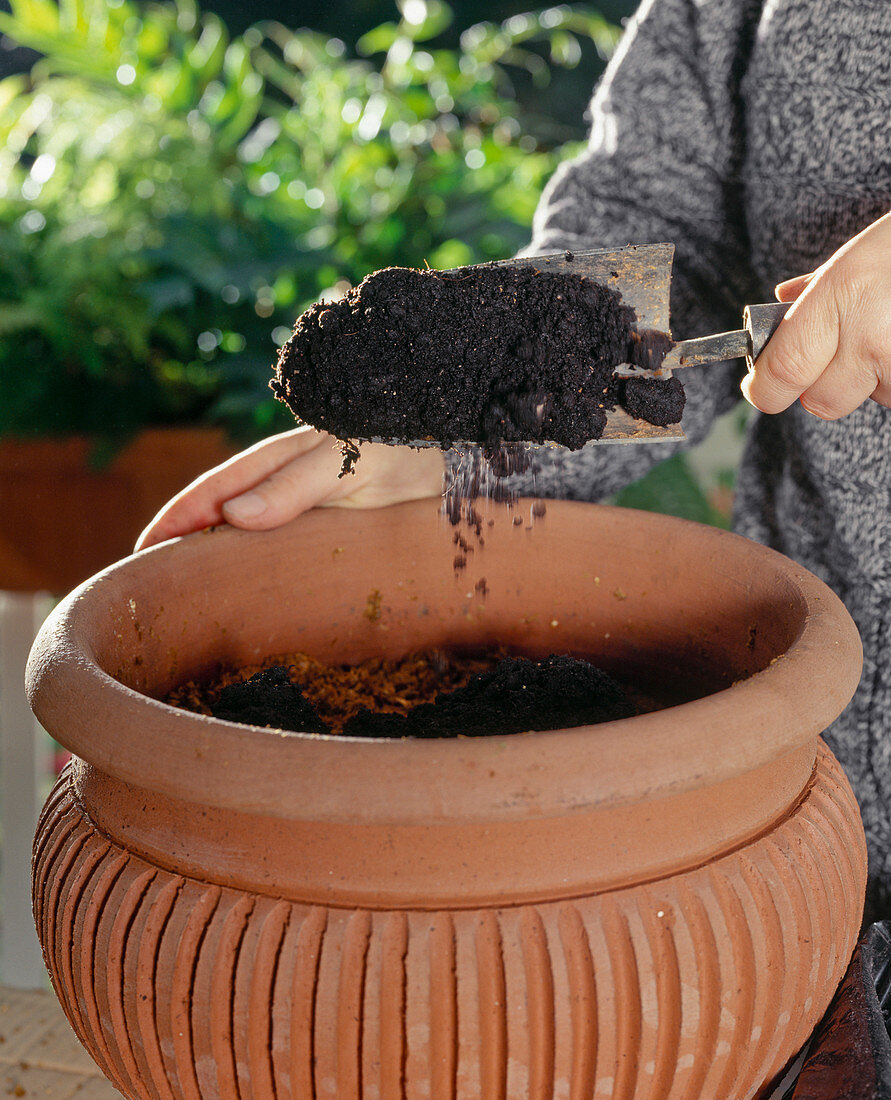 Growing brown caps in pots 5th step