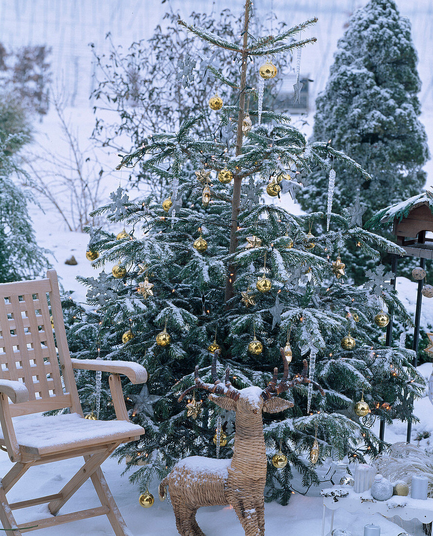 Picea (Fichte) mit Goldkugeln, Sternen und Eiszapfen