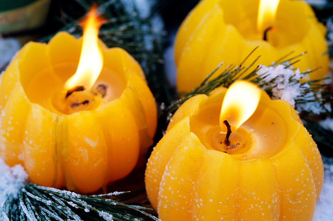 Yellow candles in hoar frost