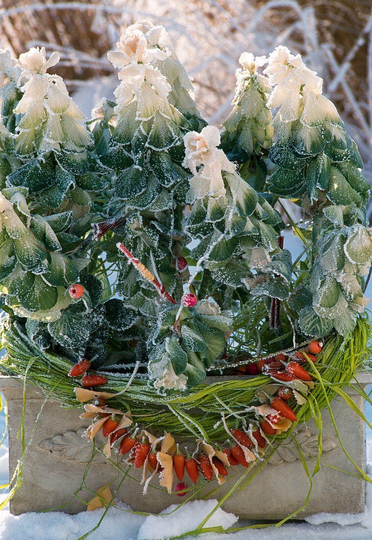 Brassica oleracea (Zierkohl im Kasten mit Herbstschmuck)