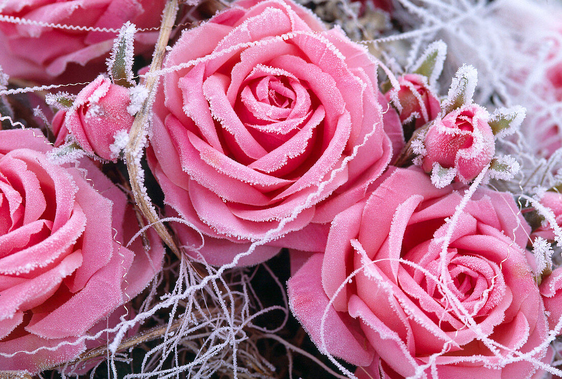 Rosenblüten aus Seide mit Rauhreif