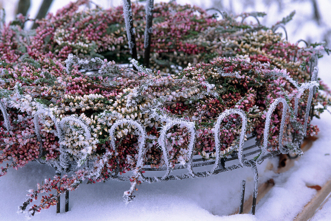 Callunablüten (Heidekraut) auf Drahtgestell zum Kranz