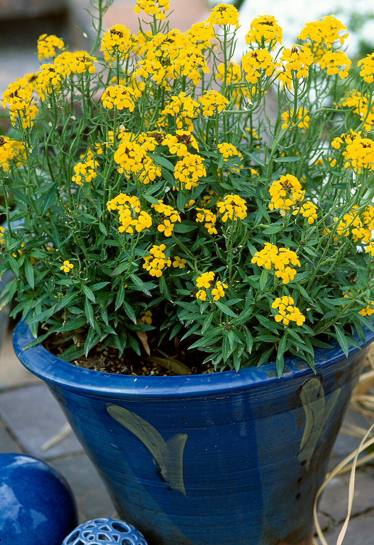 Erysimum rhaeticum (perennial gold lacquer)