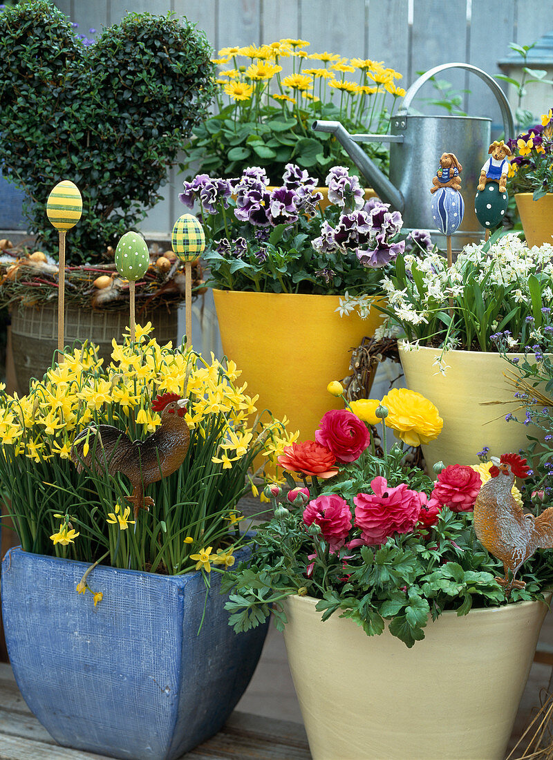 Shelves with ranunculus, Viola orchis, Chionodoxa