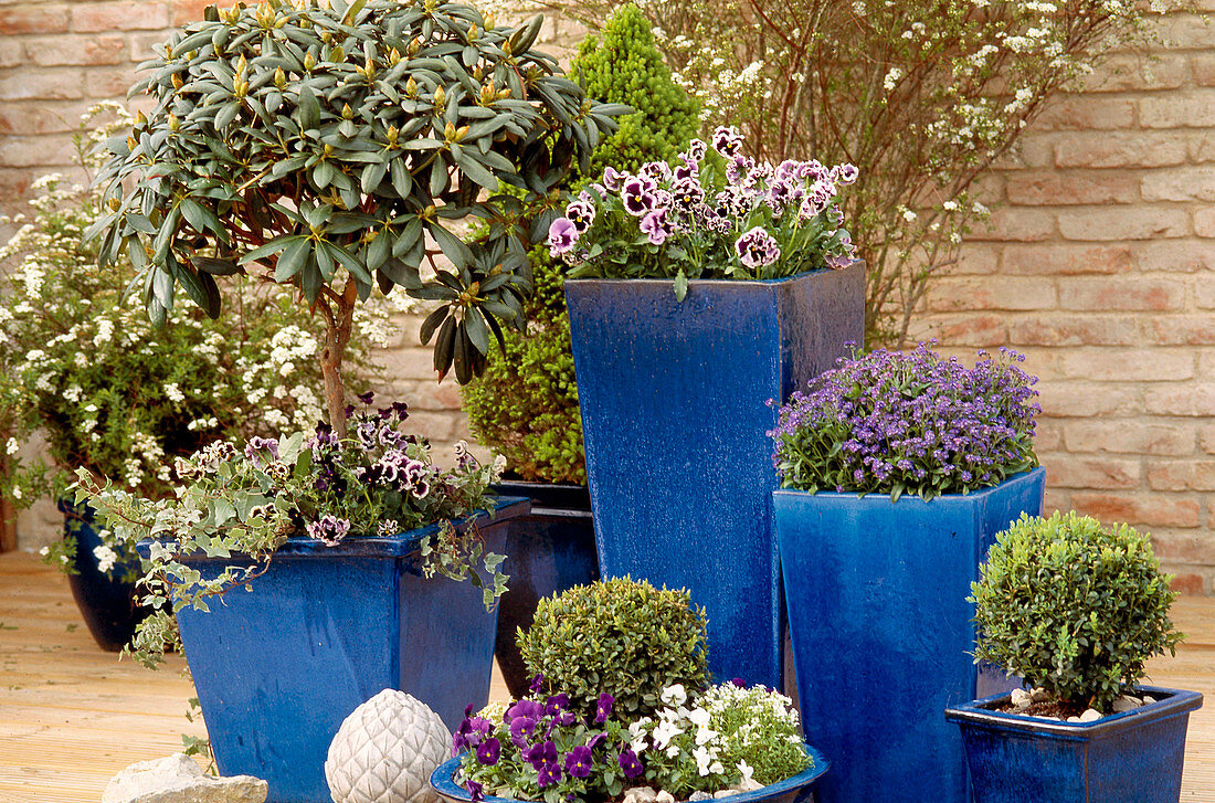 Blue glazed pots with Rhododendron, Viola wittrockiana 'Orchis', Myosotis (forget-me-not)