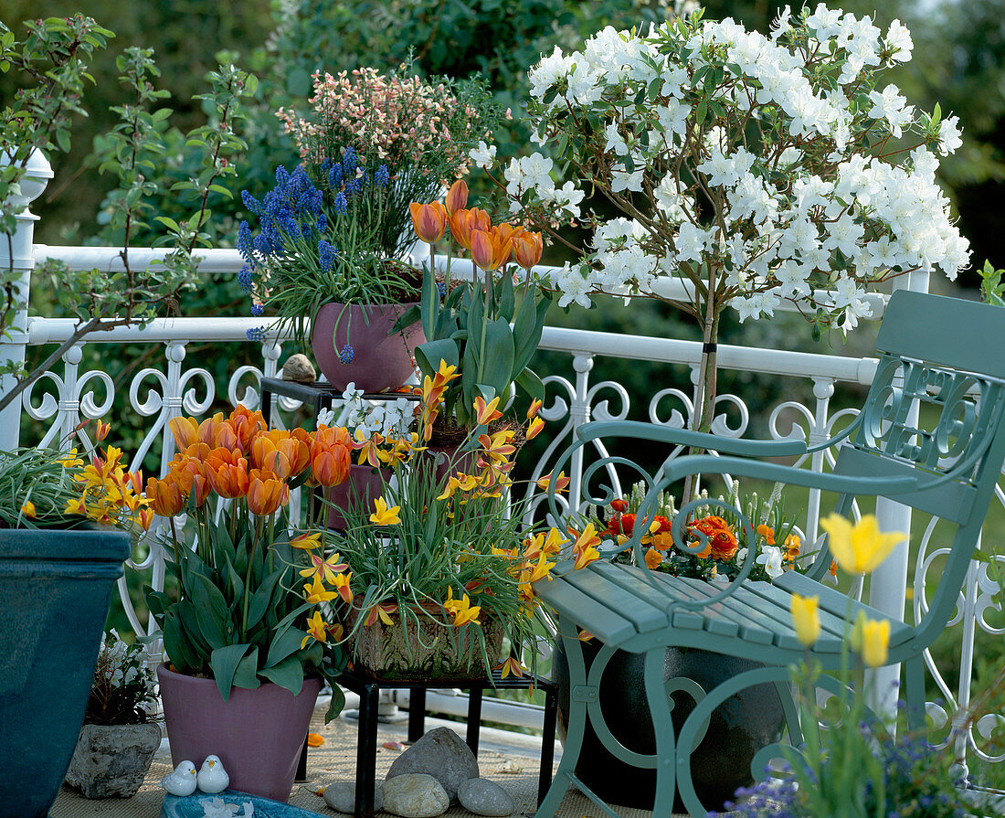 Frühlingsbalkon: Azalea-Hybr., Tulipa 'Prinzess Irene',