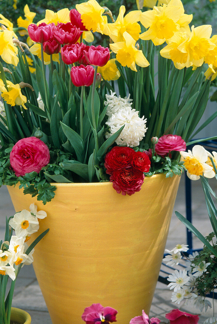 Clay pot with Narcissus 'Golden Harvest', Tulipa, Ranunculus