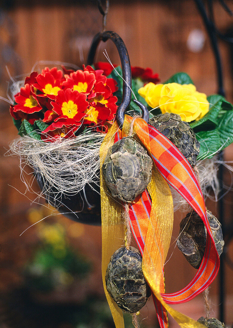 Primula acaulis in an iron hanging basket decorated for Easter