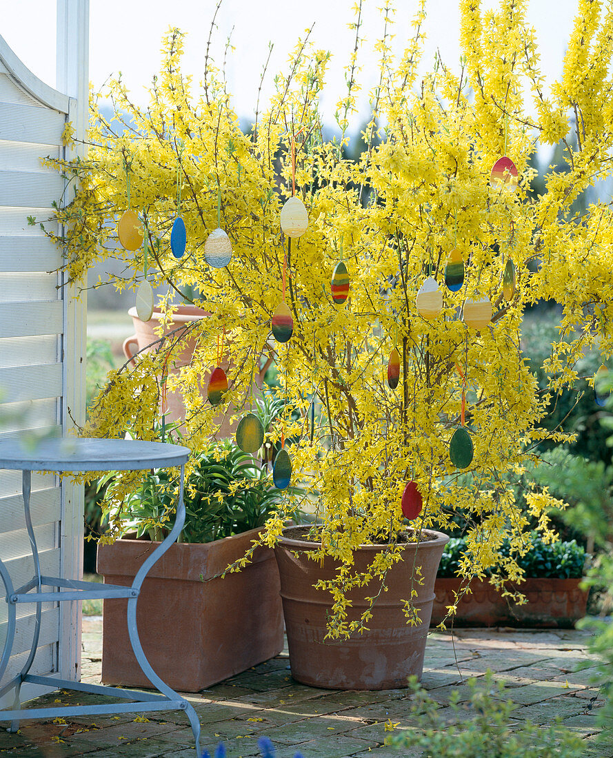 Forsythia intermedia mit wetterfesten bemalten Holzoster