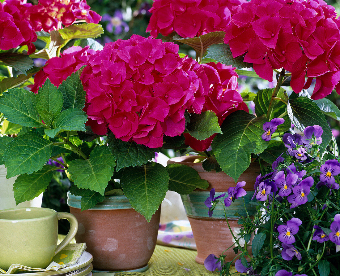 Hydrangea macrophylla 'Paris'