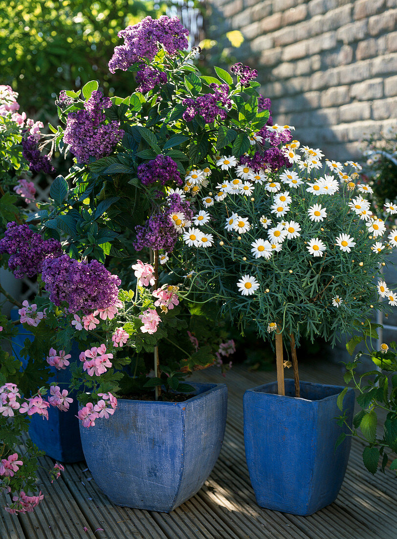 Heliotropium arborescens (Vanilleblume), Argyranthemum