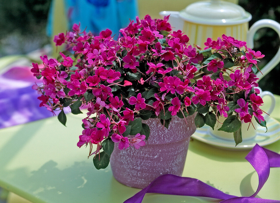 Impatiens (Mini fleißiges Lieschen)