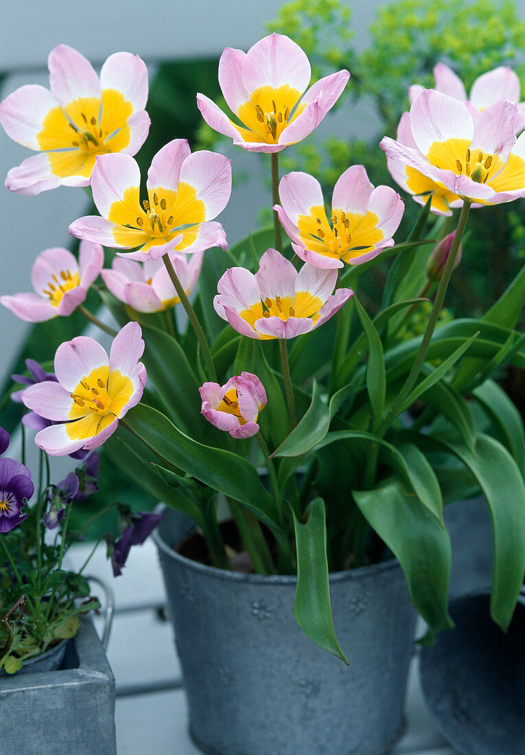 Tulipa 'Lilac Wonder'