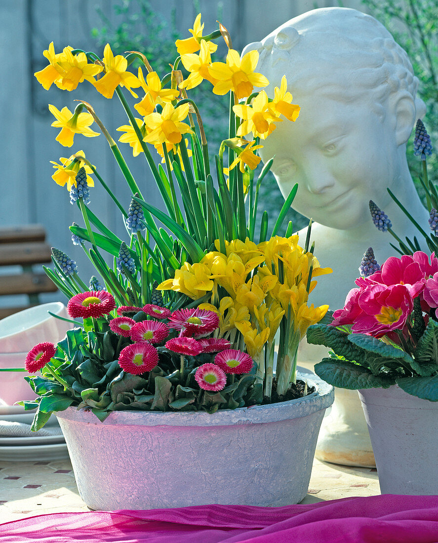 Plant bowl with iris, daffodils and bellis