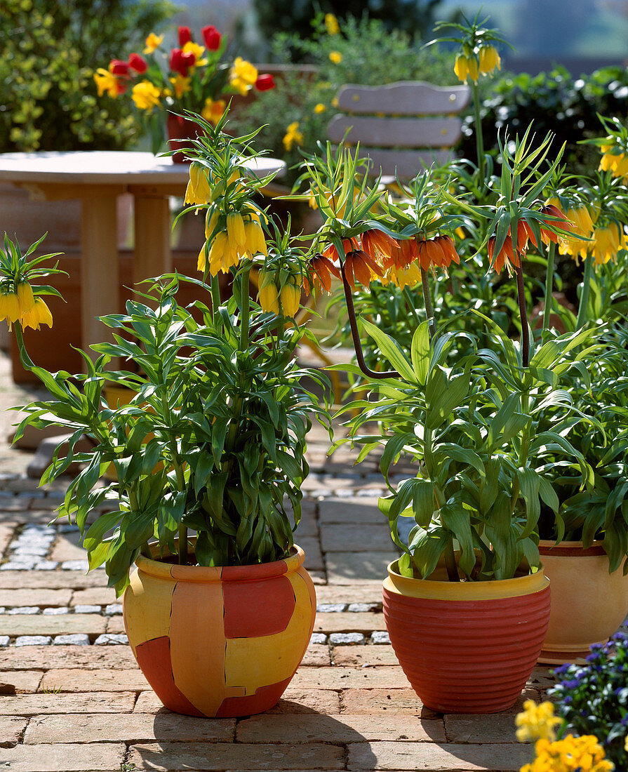 Fritillaria imperialis