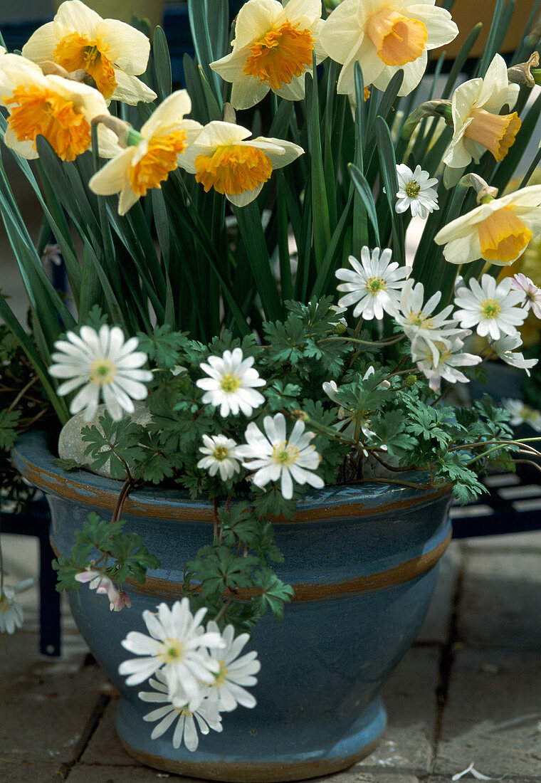Narcissus hybrid 'Salome', right 'Pink Peach', left anemone