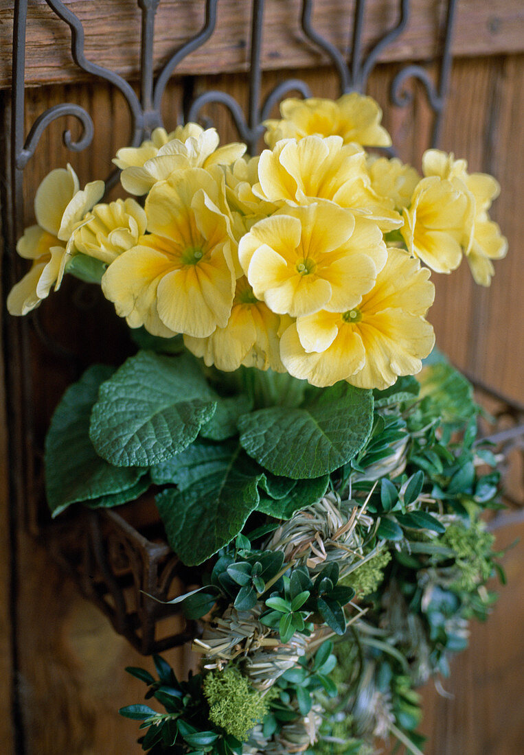 Primula acaulis in wall holder