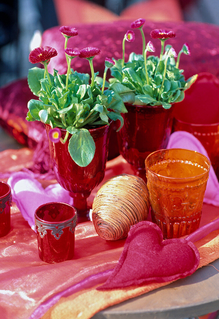 Bellis perennis (daisies) in red glass.