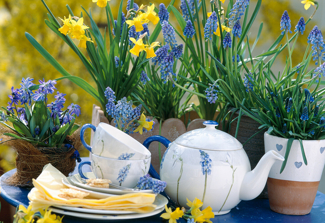 Scilla siberica (blue star), Muscari armeniacum