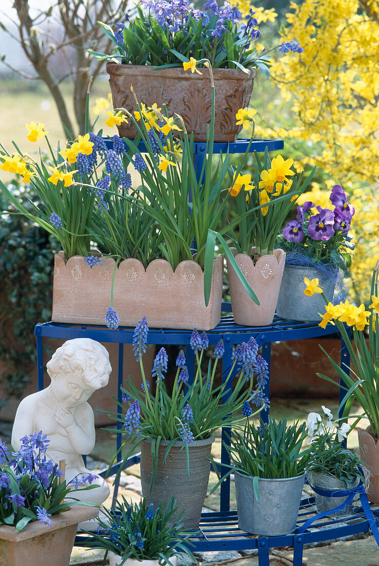 Etagere mit Scilla (Blausternchen), Muscari (Traubenhyazinthe)