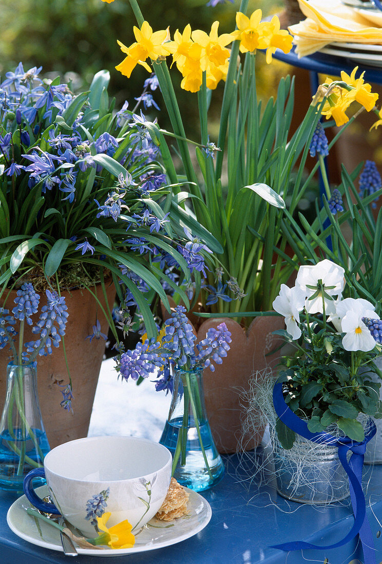 Narcissus 'Tete a Tete', Viola (pansy), Scilla siberica