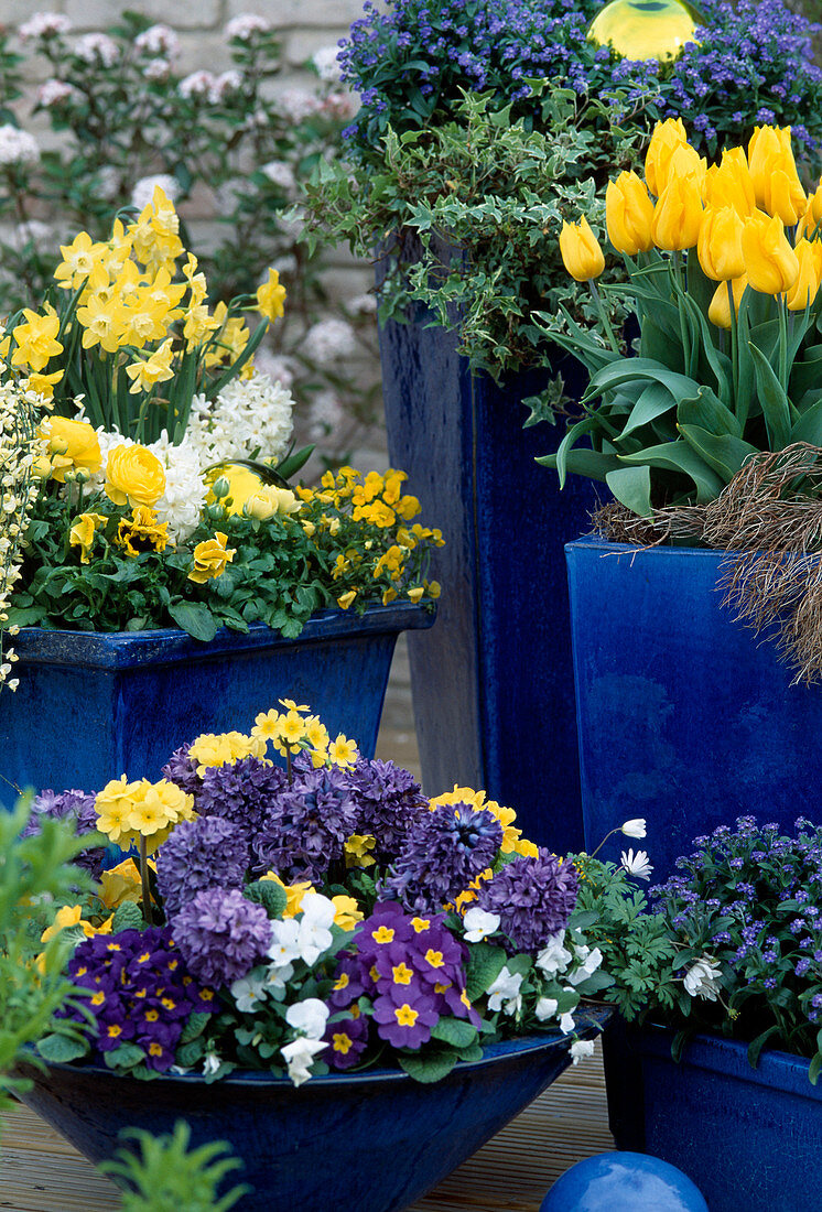 Blau glasierte Töpfe mit Tulipa 'Monte Carlo', Myosotis,