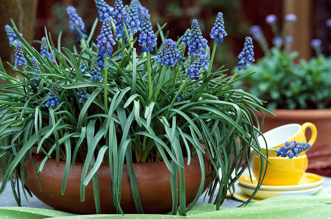 Muscari armeriacum