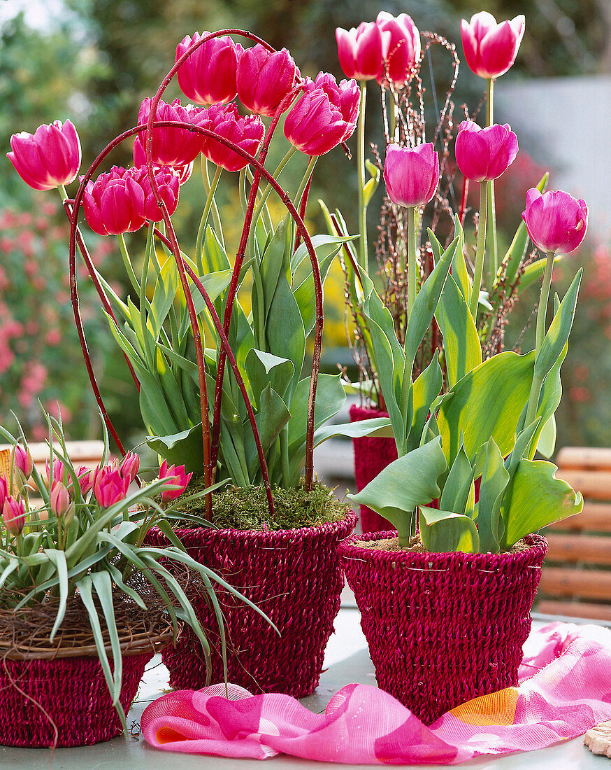 Tulipa hybrid pulchella 'Violacea', 'Abba', 'Early Glory'