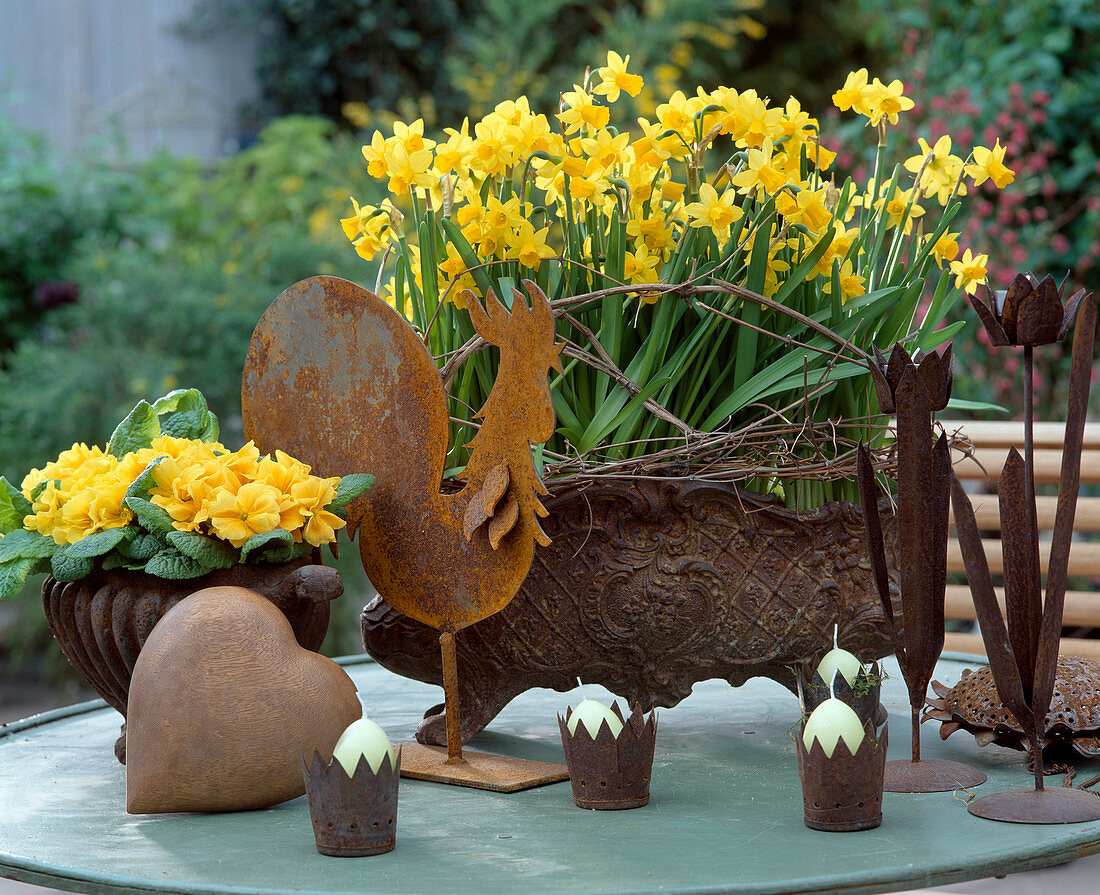 Narcissus 'Tete a Tete', Primula acaulis (Cushion Primrose)