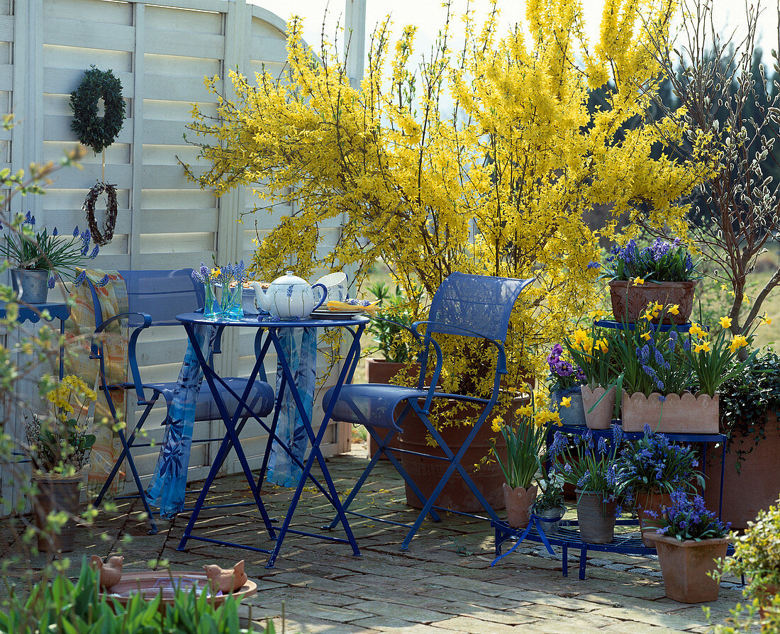 Terrace with Forsythia intermedia, Scilla (blue star)