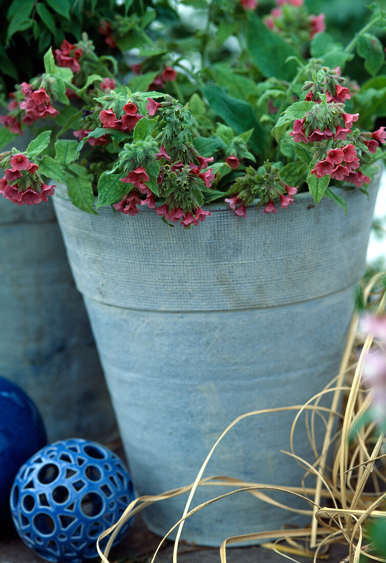 Pulmonaria