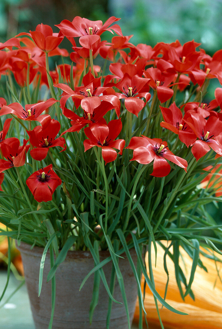 Tulipa linifolia