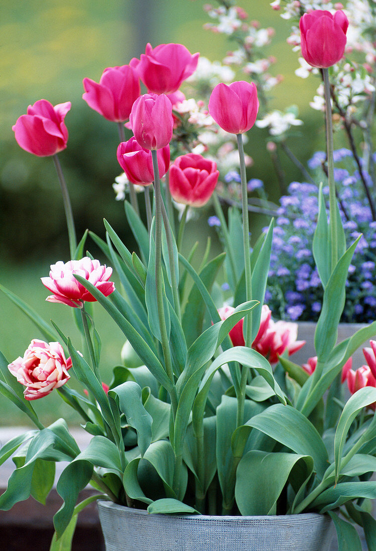 Tulipa hybrid