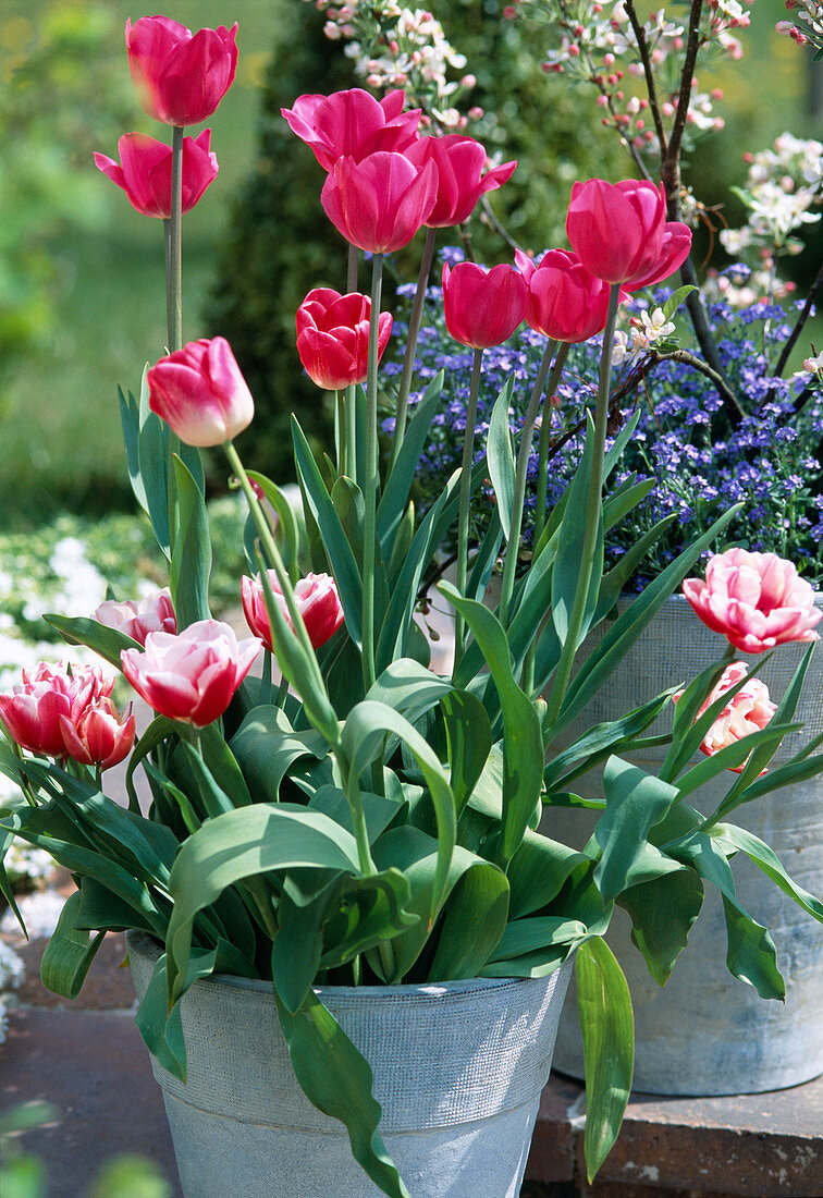 Tulipa hybrids