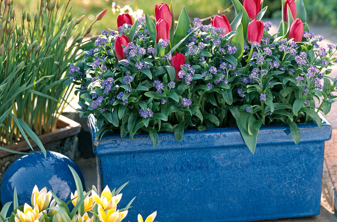 Blauer Tontopf mit Myosotis (Vergißmeinnicht), Tulipa