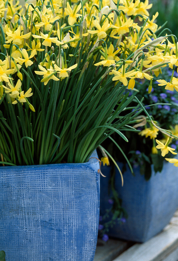 Narcissus 'Hawera' (Myosotis, Forget-me-not)