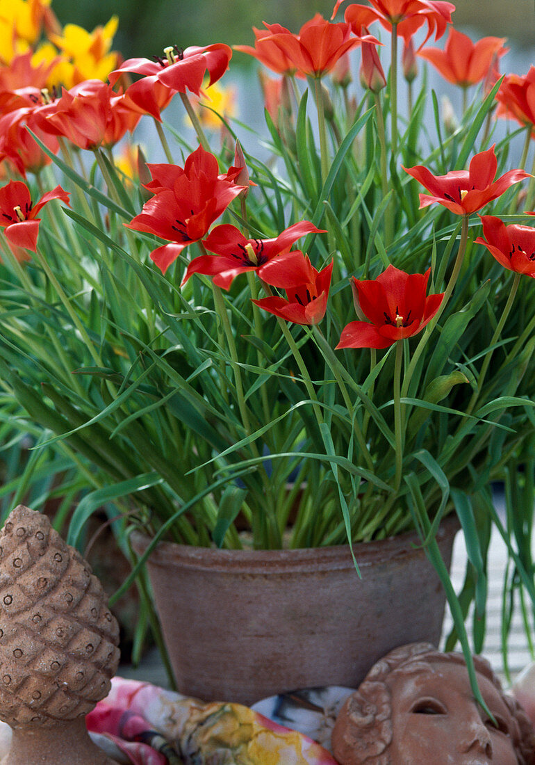 Tulipa linifolia