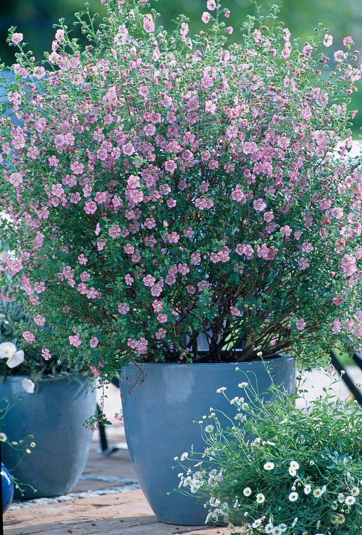 Anisodontea capensis