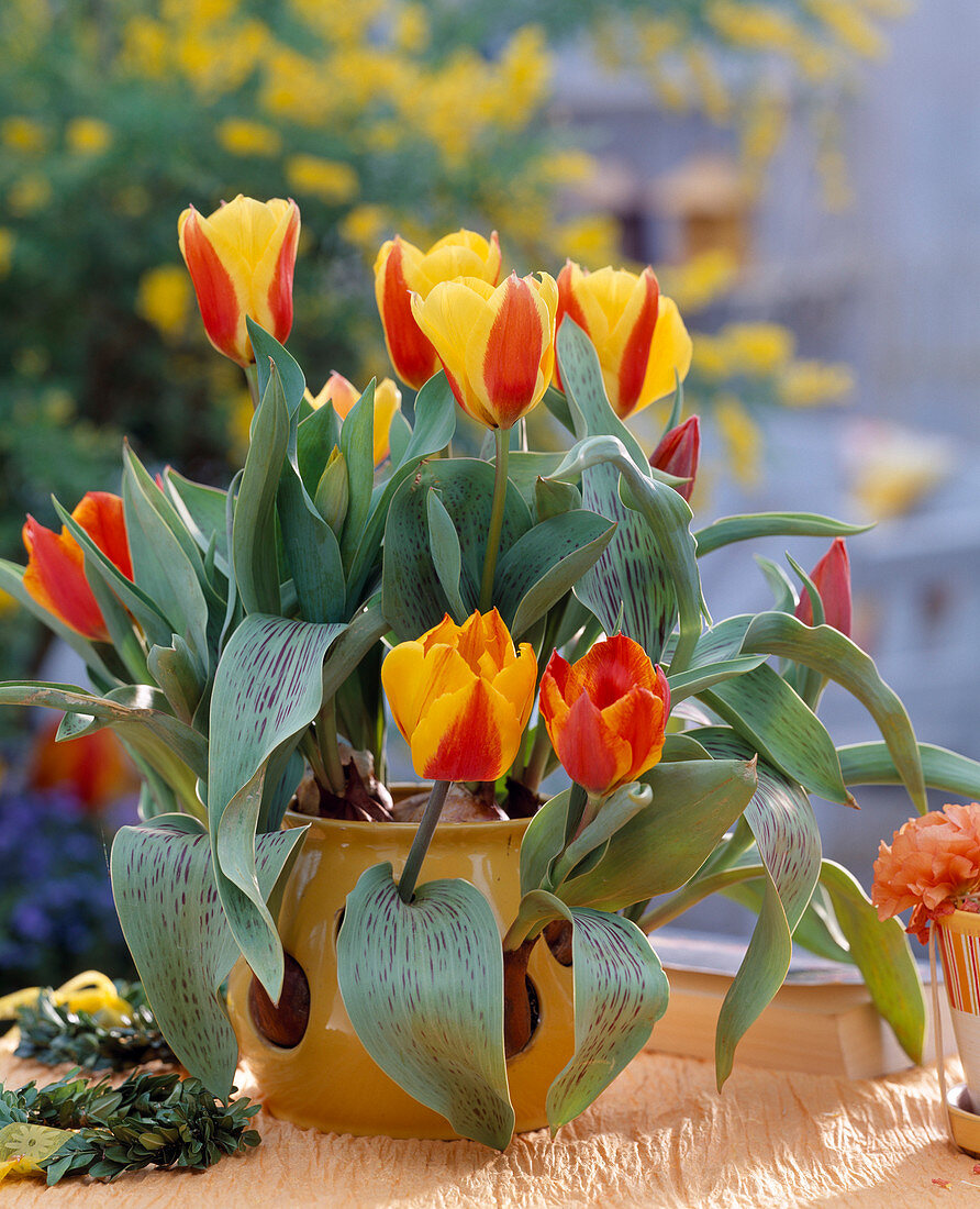 Tulipa