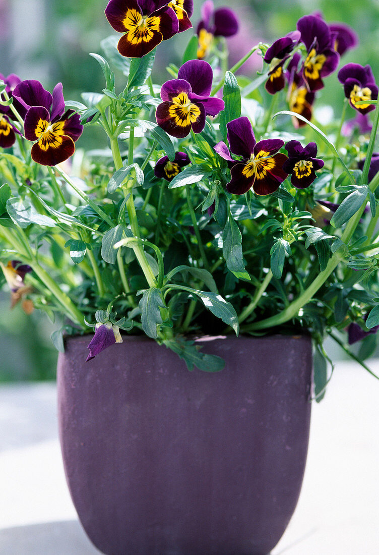 Horned violet 'Plum with Yellow Face'