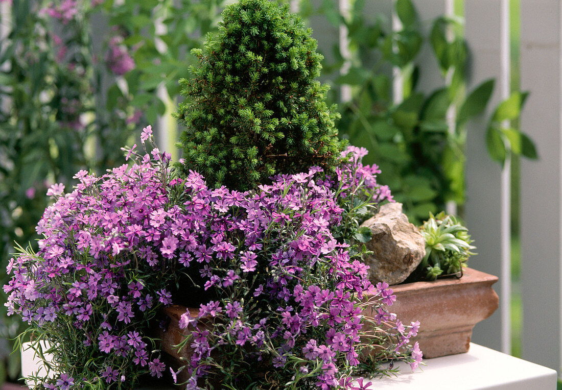 Schale mit Picea und Phlox subulata 'Mc Daniels Cushion'