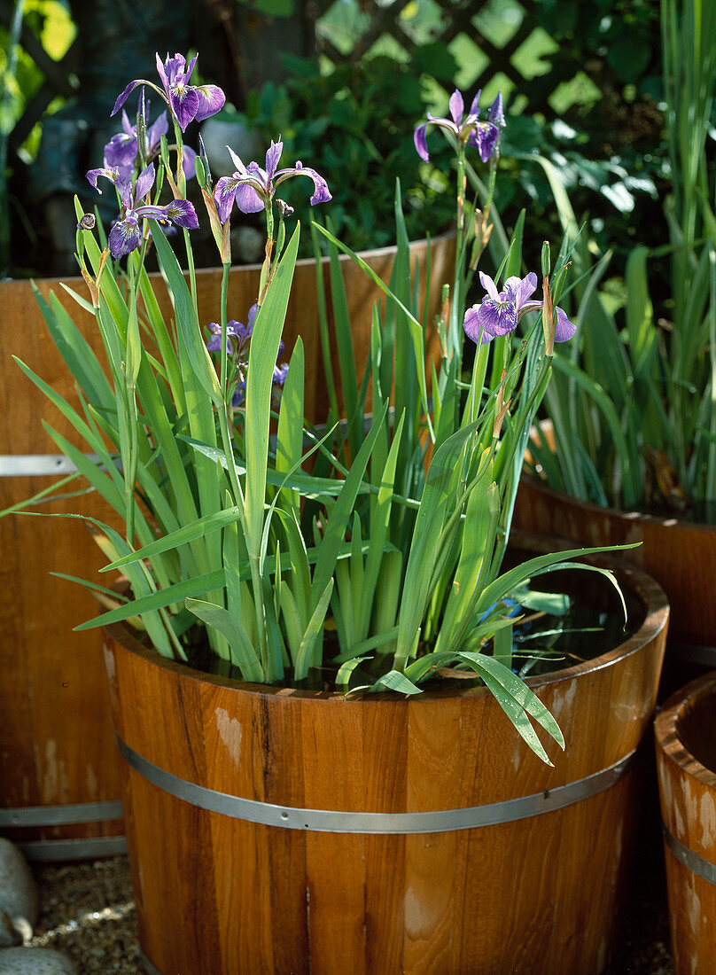 Iris ensata, synonym: kaempheri
