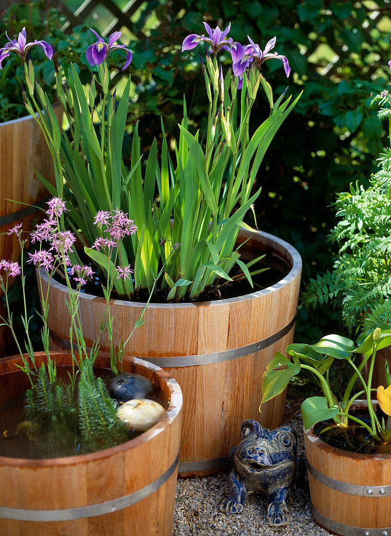 Wooden barrels with iris kaempferi